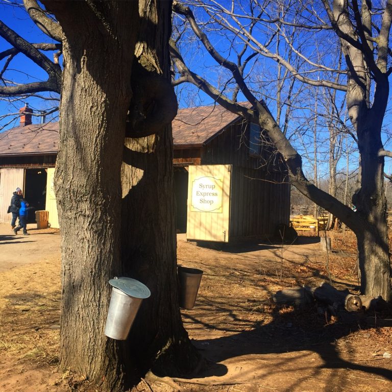 Maple Syrup: Bow Down To Our Sweet, Golden Nectar
