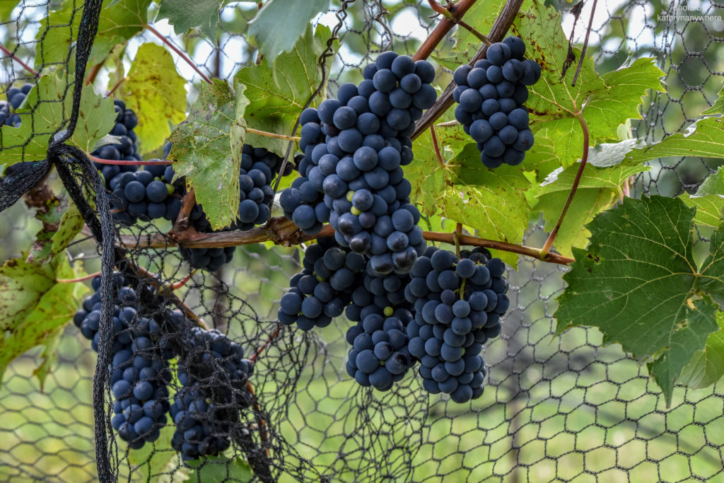 Bonnieheath wine grapes
