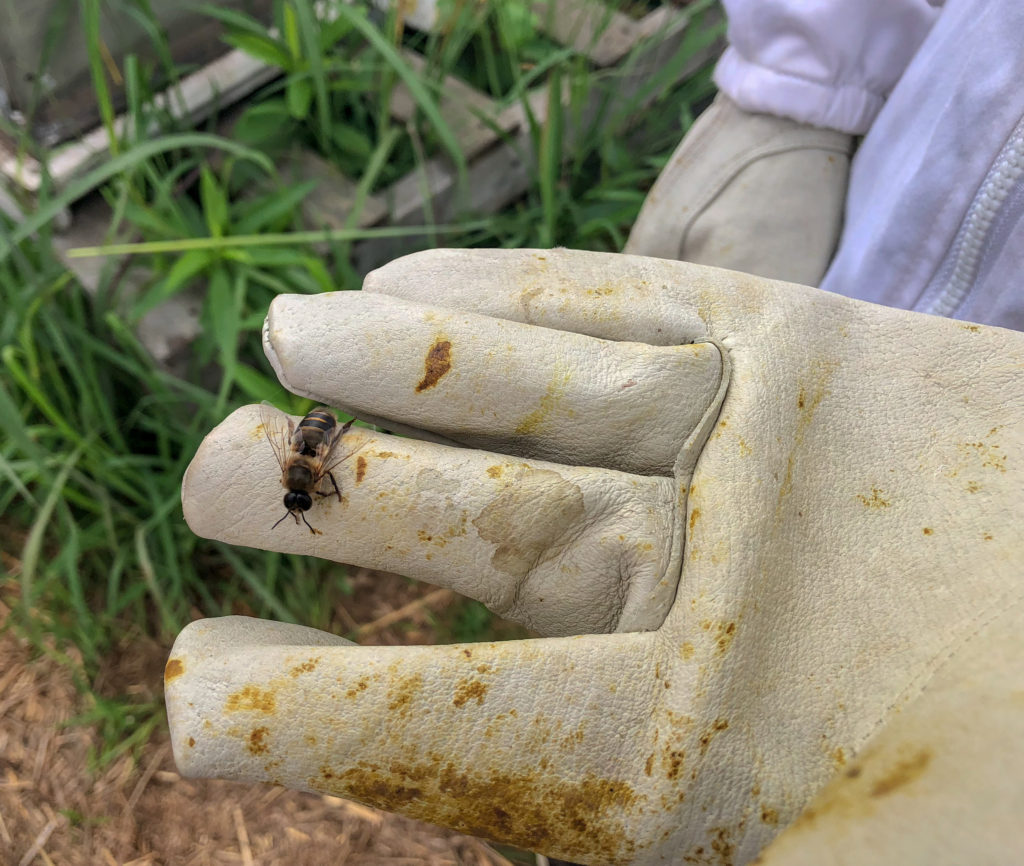 my daughter with a drone bee on her hand