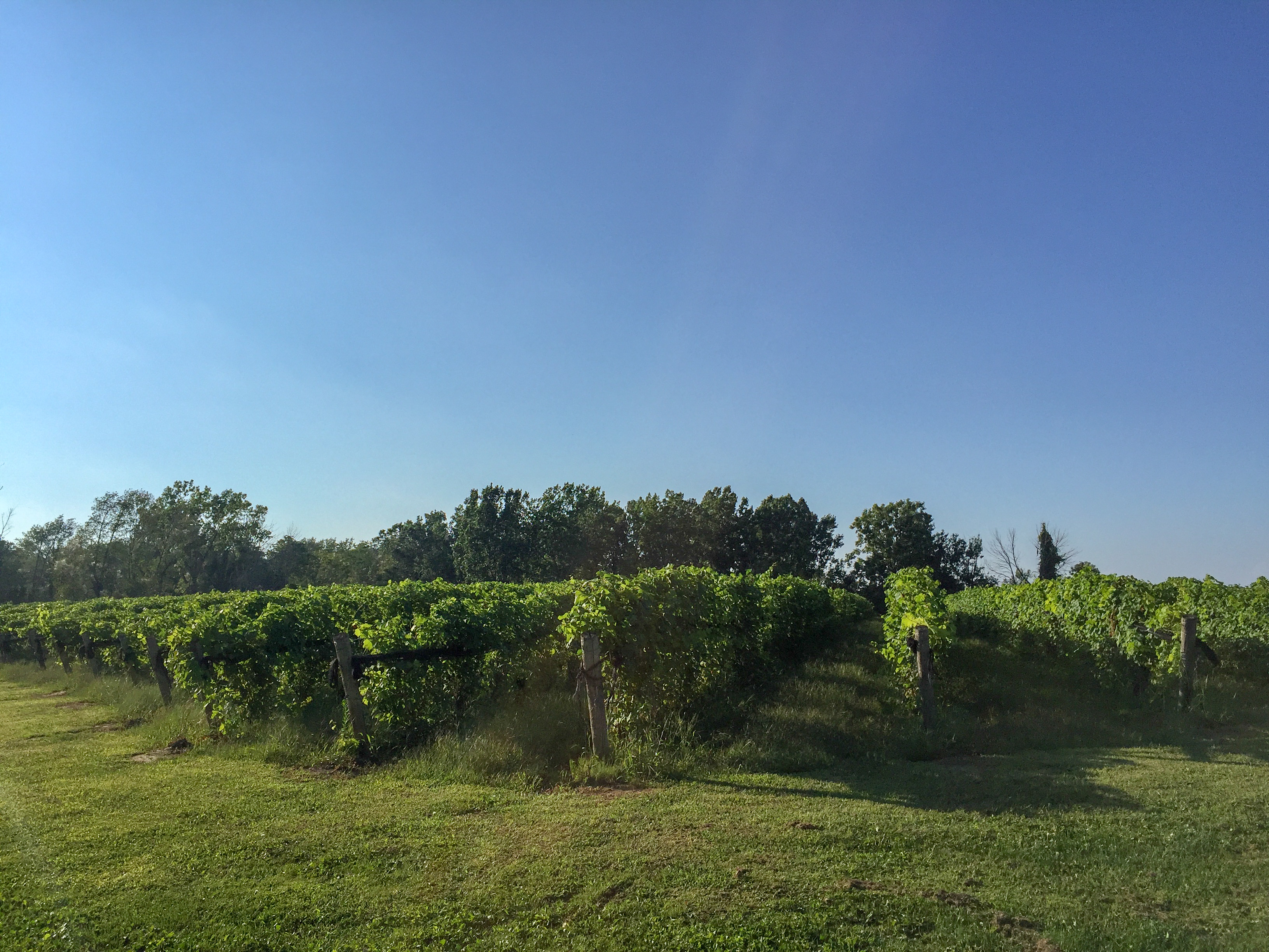Burning Kiln winery vineyard Kathryn Anywhere