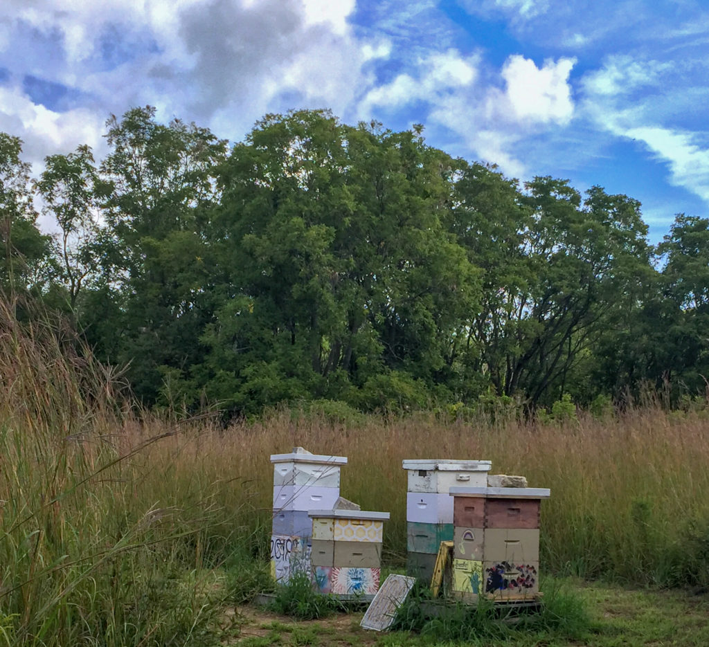 apiary at long point eco adventures