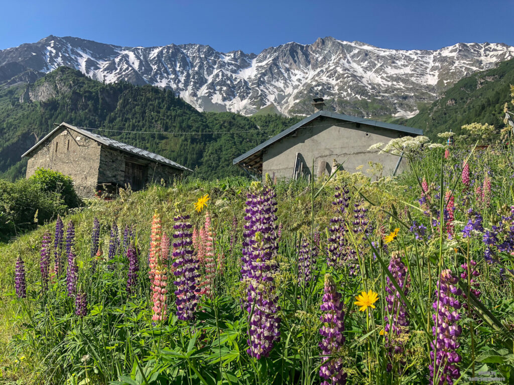 In Vanoise National Park, the Rosuel Valley