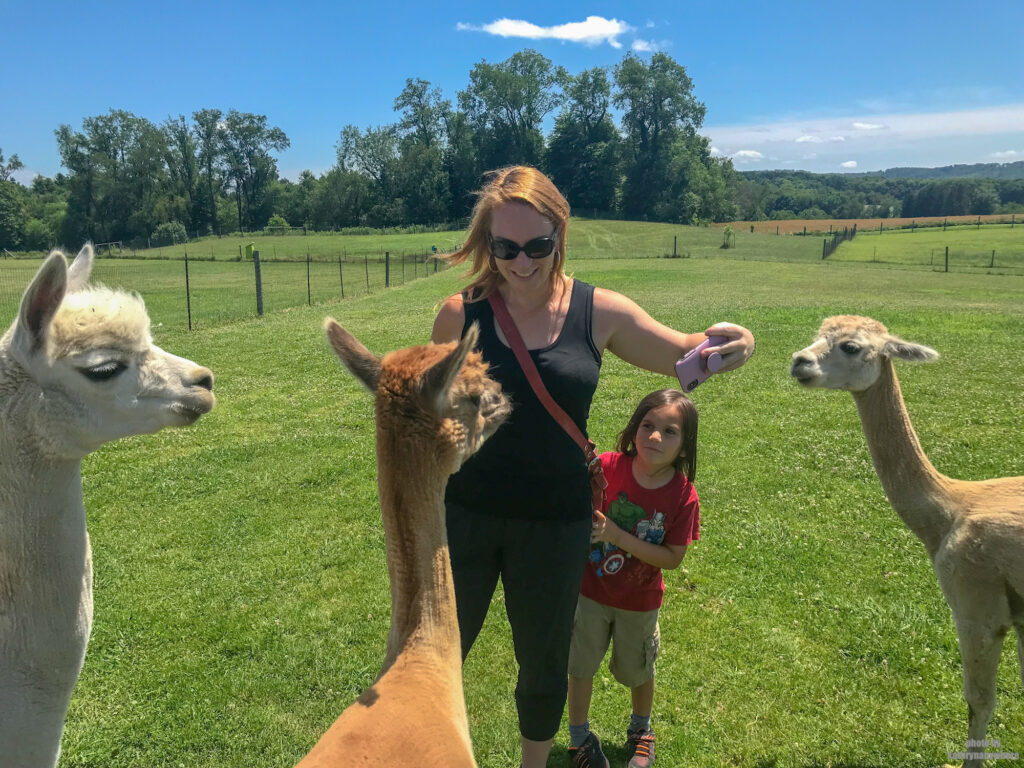 Hanging out at West Park Alpacas with my kids! Photo by Tiffany Hernandez, Butler County Tourism & Convention Bureau