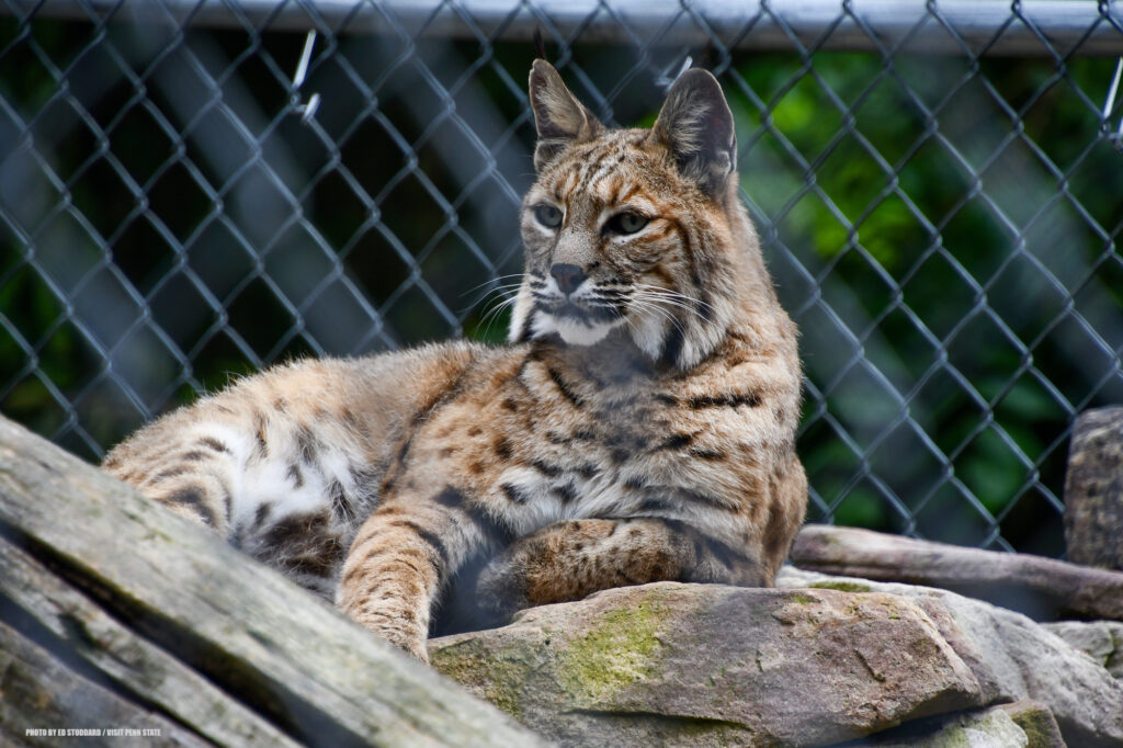 A lynx in captivity at Penn's Cave and Wildlife Park. Photo by Ed Stoddard / Visit Penn State / State College / Communications Director Central PA Convention & Visitors Bureau www.visitpennstate.org