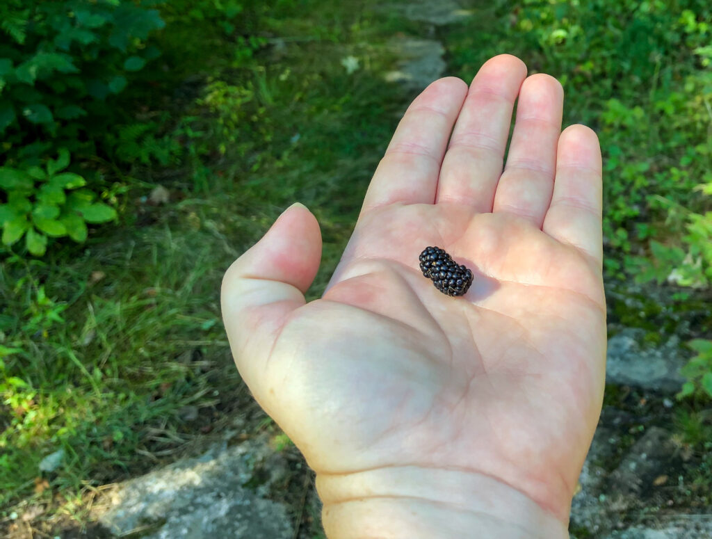 found berries out foraging during the ortage