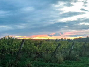 Sunset at Arrowhead Springs Vineyard in Niagara Wine Country on the Niagara Wine Trail