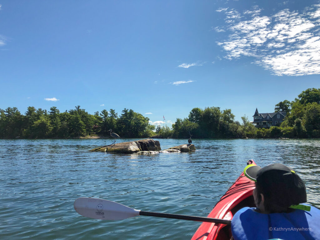 Wildlife as seen from kayak in 1000 islands