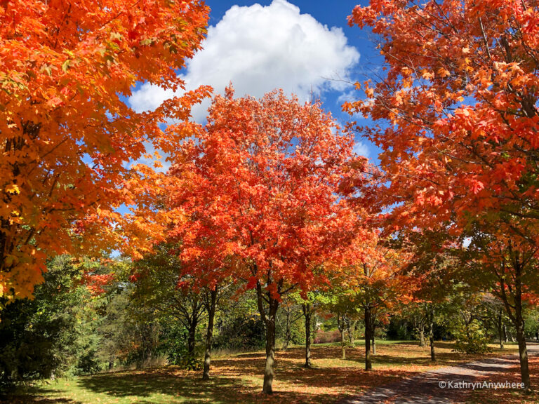 Where To See Fall Colours Around Belleville and Trenton, Ontario