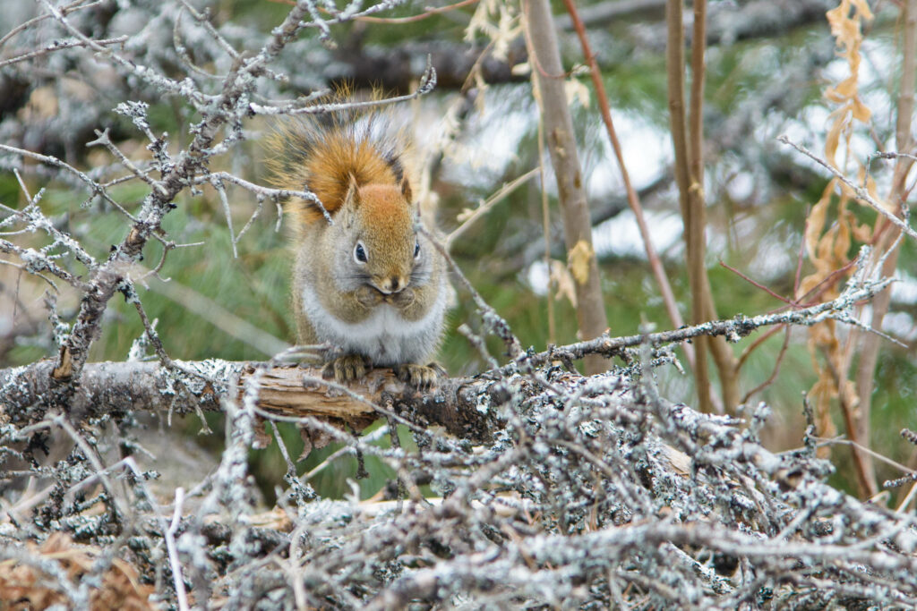 Chipmunk in Algonquin Provincial Park