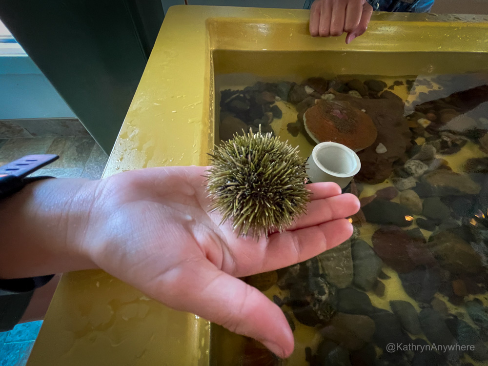 Sea urchin in hand at Huntsman Marine Centre in Saint Andrews, NB